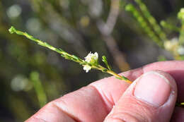 Image of Diosma prama I. Williams