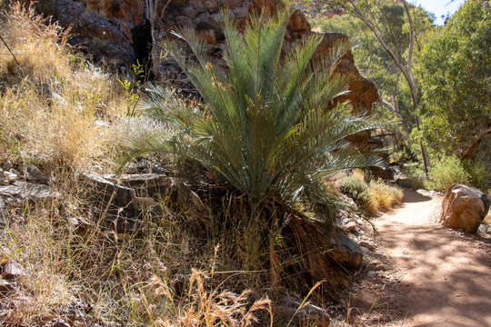 Image of Macrozamia macdonnellii (F. Muell. ex Miq.) A. DC.