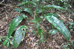 Image of Anthurium testaceum Croat & R. A. Baker