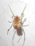 Image of Parasteatoda