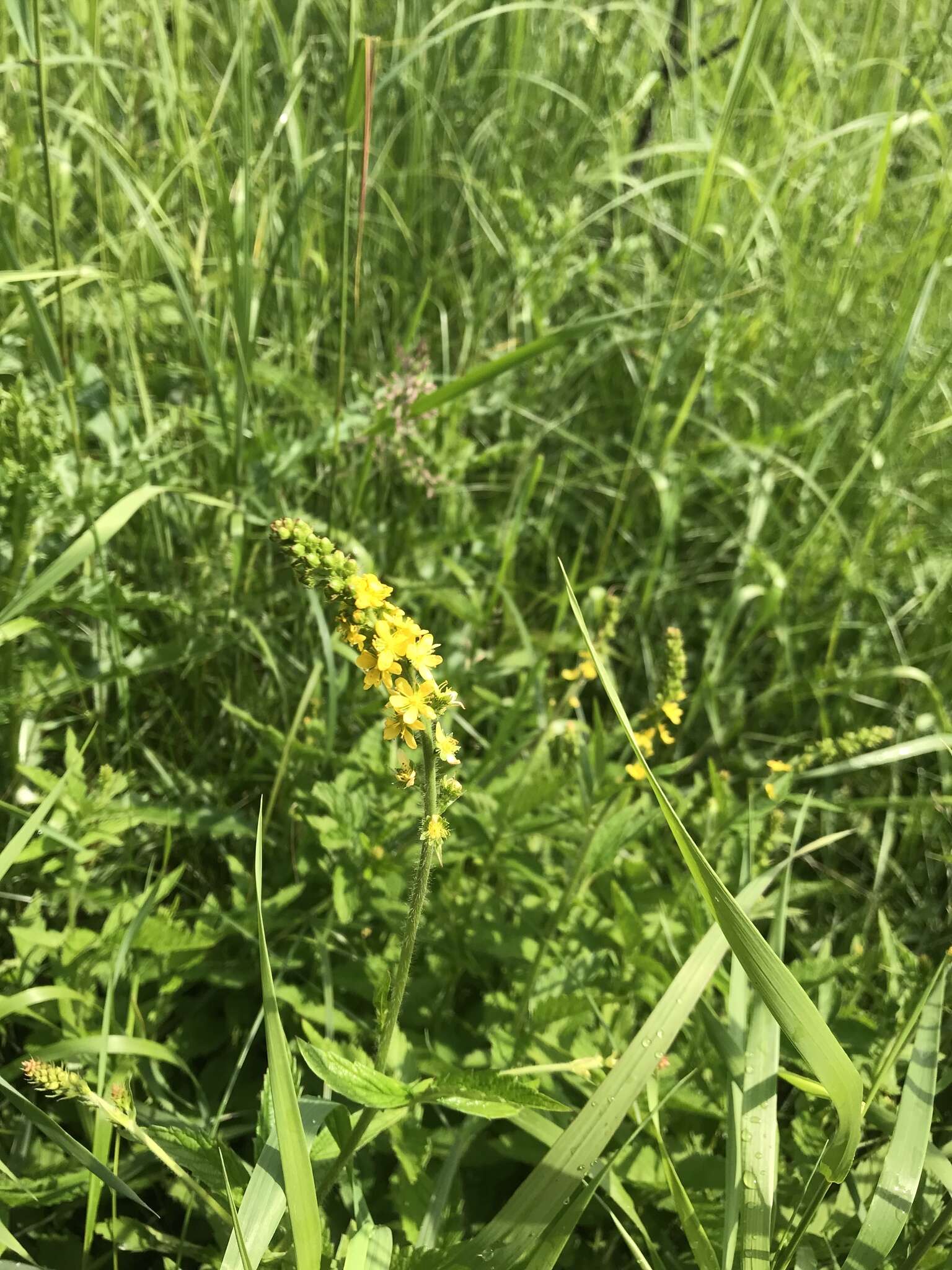 Image of roadside agrimony