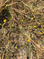 Image of ladies' false fleabane