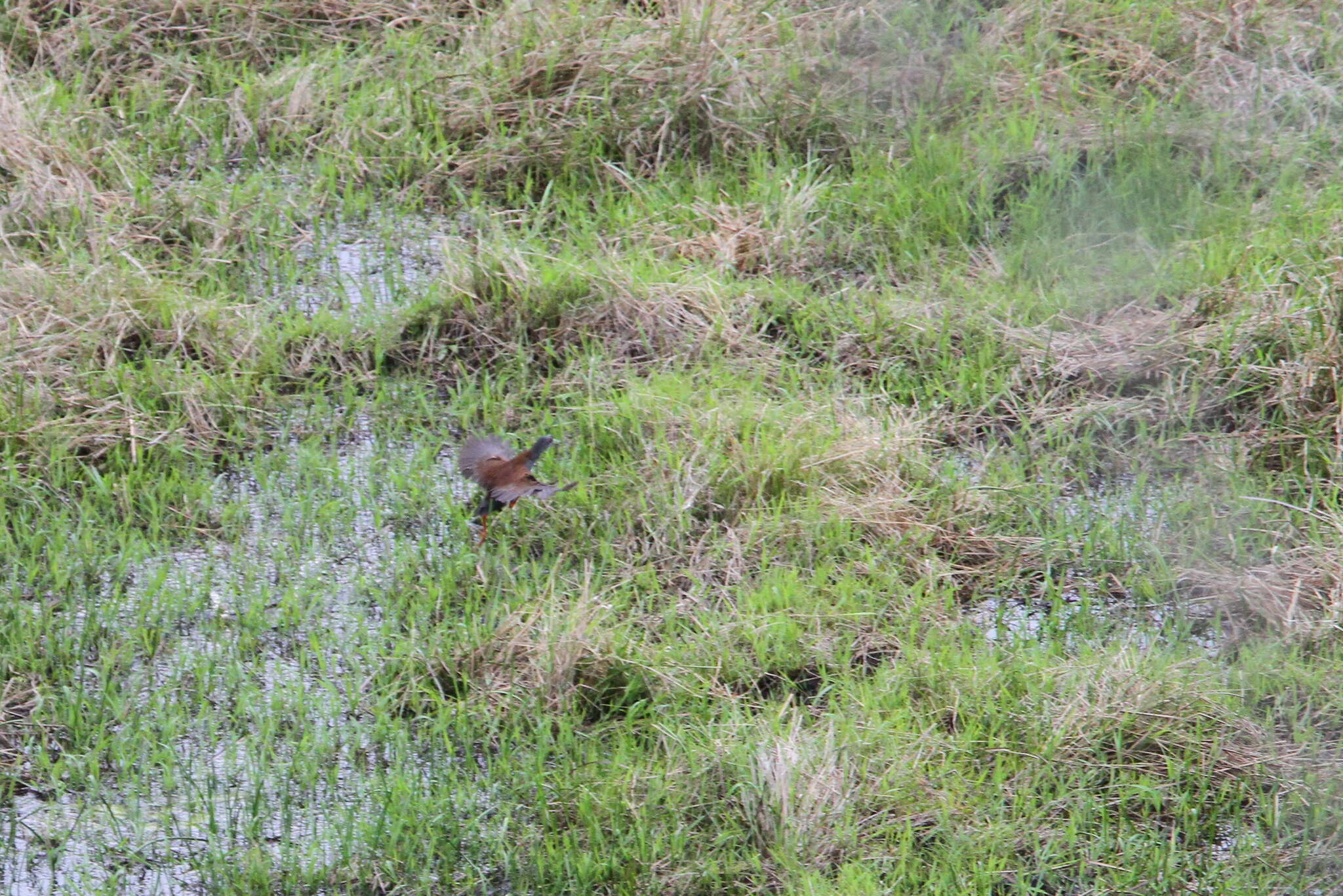 Image of Black-tailed Crake