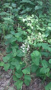 Image of Ornithogalum ponticum Zahar.