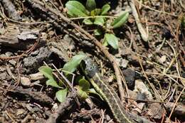 Image of Thamnophis errans H. M. Smith 1942