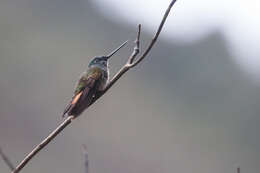 Image of Bolivian Starfrontlet