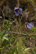 Image of Meconopsis simplicifolia (D. Don) Walp.