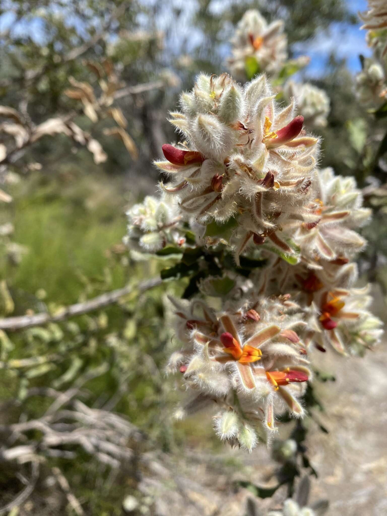 Image of Jacksonia floribunda Endl.