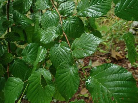 Image of Corylus sieboldiana var. sieboldiana