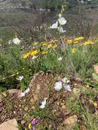 Image of Heliophila coronopifolia L.