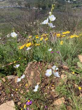 Image of Heliophila coronopifolia L.