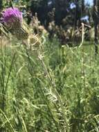 Image de Cirsium flodmanii (Rydb.) Arthur