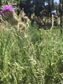 Image of Flodman's thistle