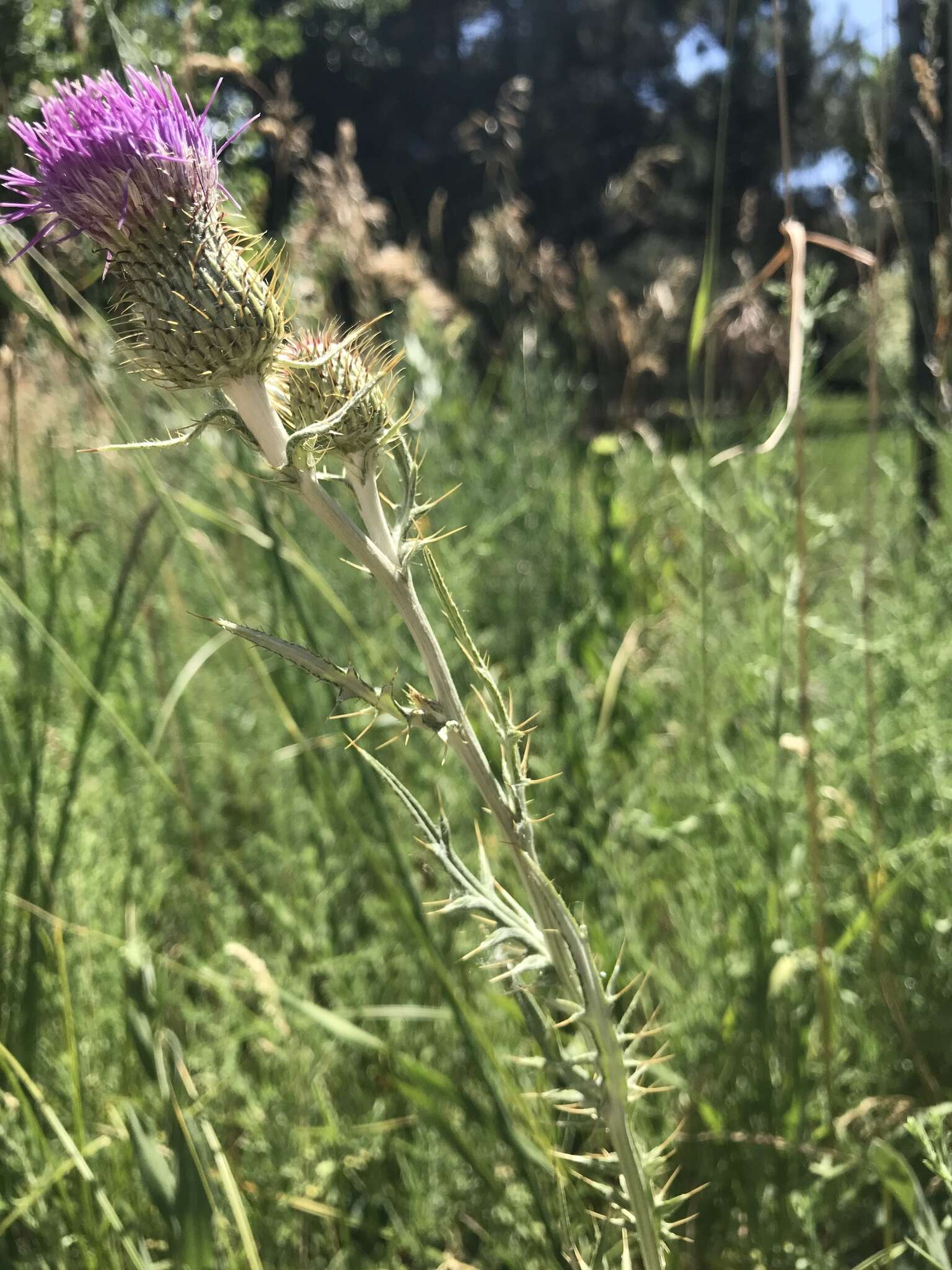 Image de Cirsium flodmanii (Rydb.) Arthur