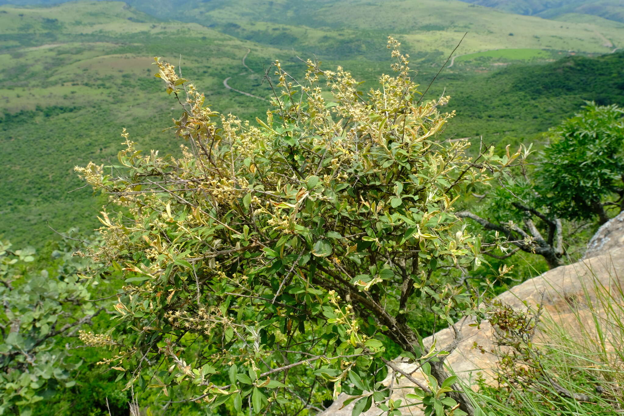 صورة Tarchonanthus parvicapitulatus