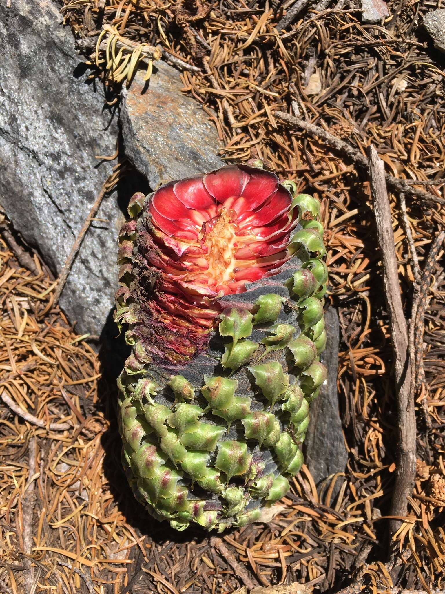 Image of Shasta red fir