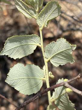 Image of Asegaai wood