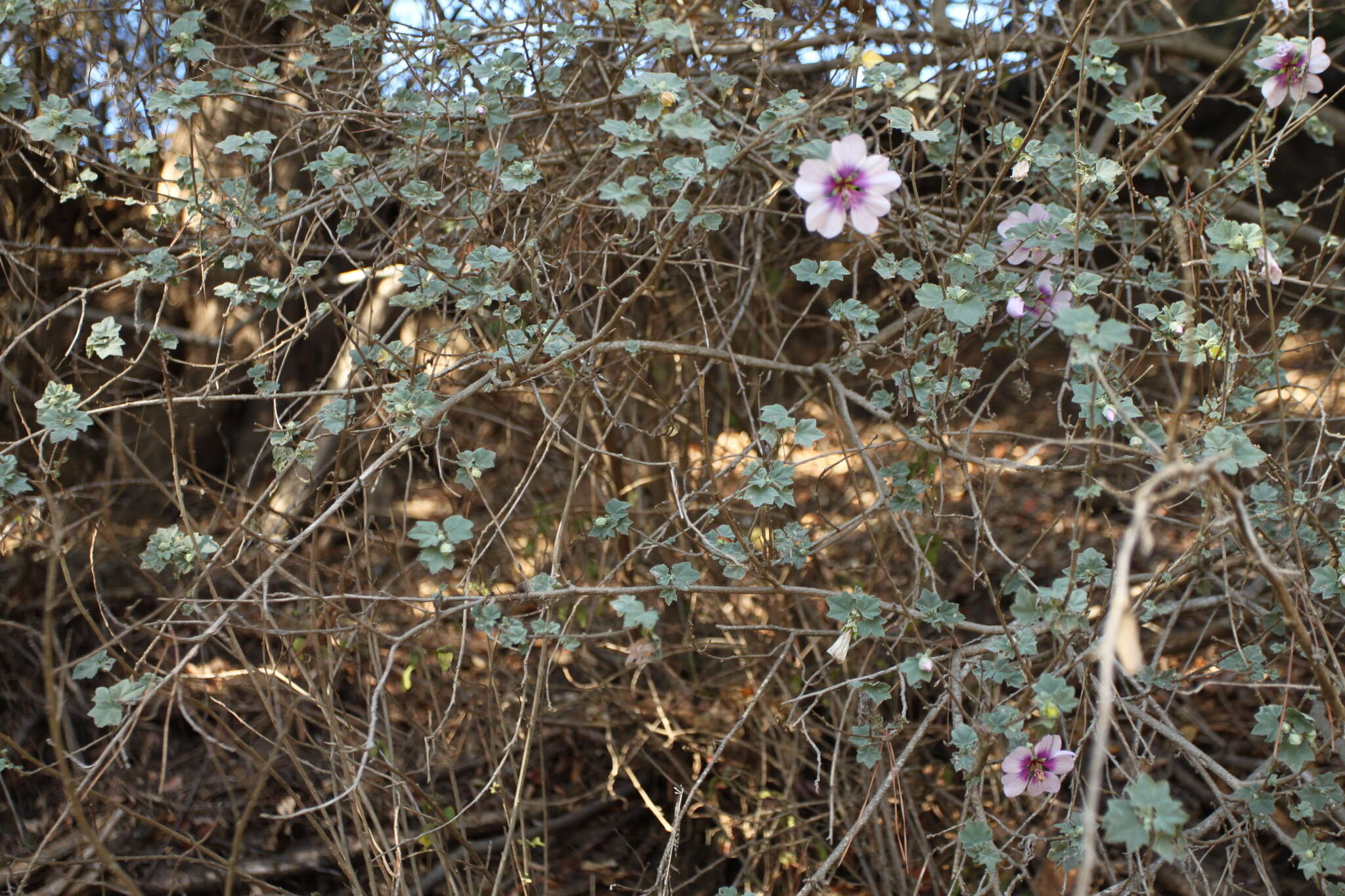 Image of Malva subovata (DC.) Molero & J. M. Monts.