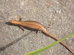 Image of Southern Grass Skink