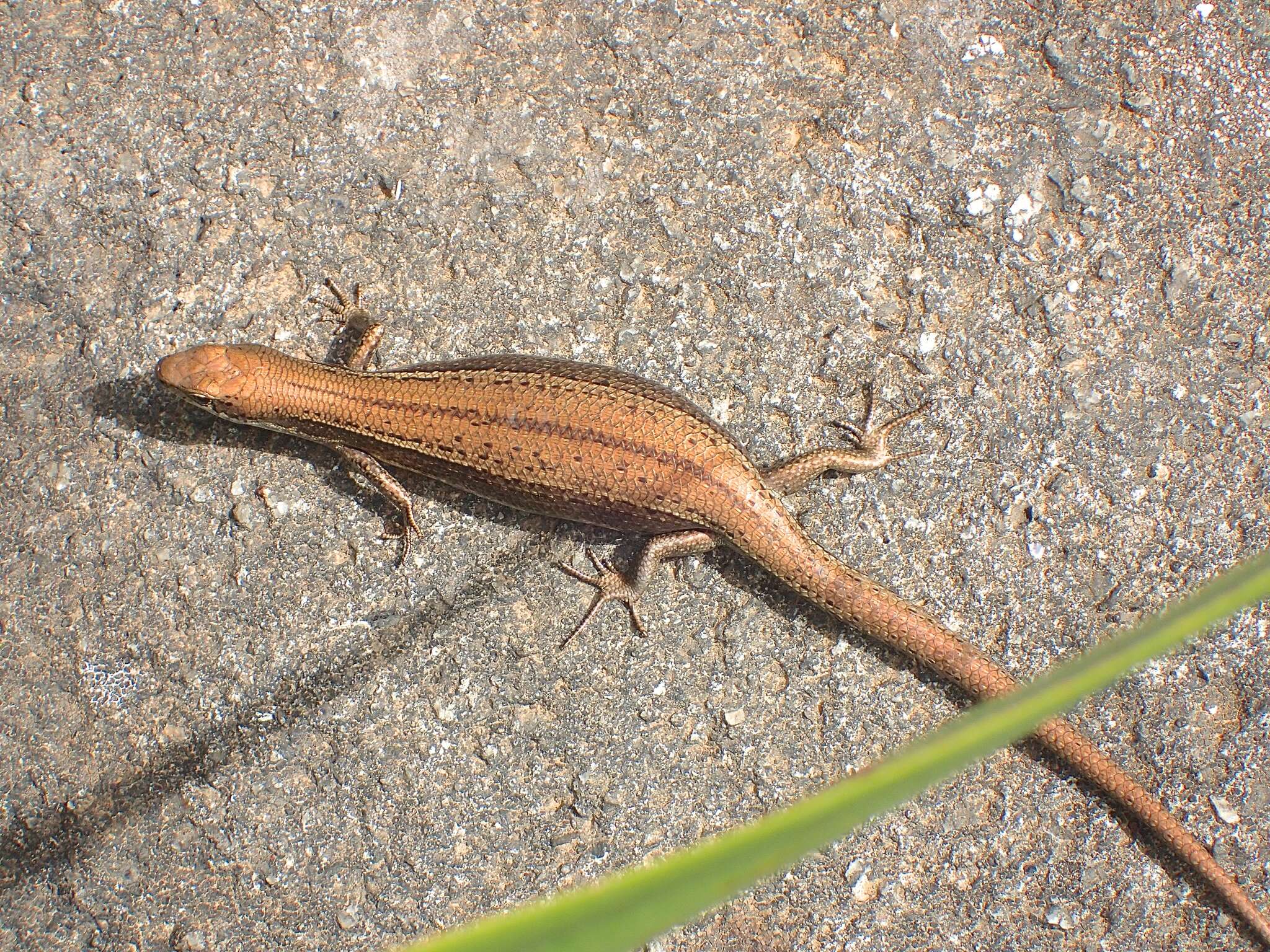 Image of Southern Grass Skink