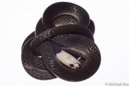 Image of Enuliophis McCranie & Villa 1993