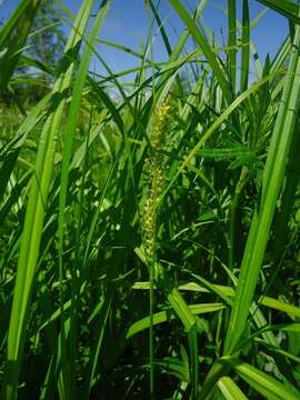 Image of Carex vesicata Meinsh.