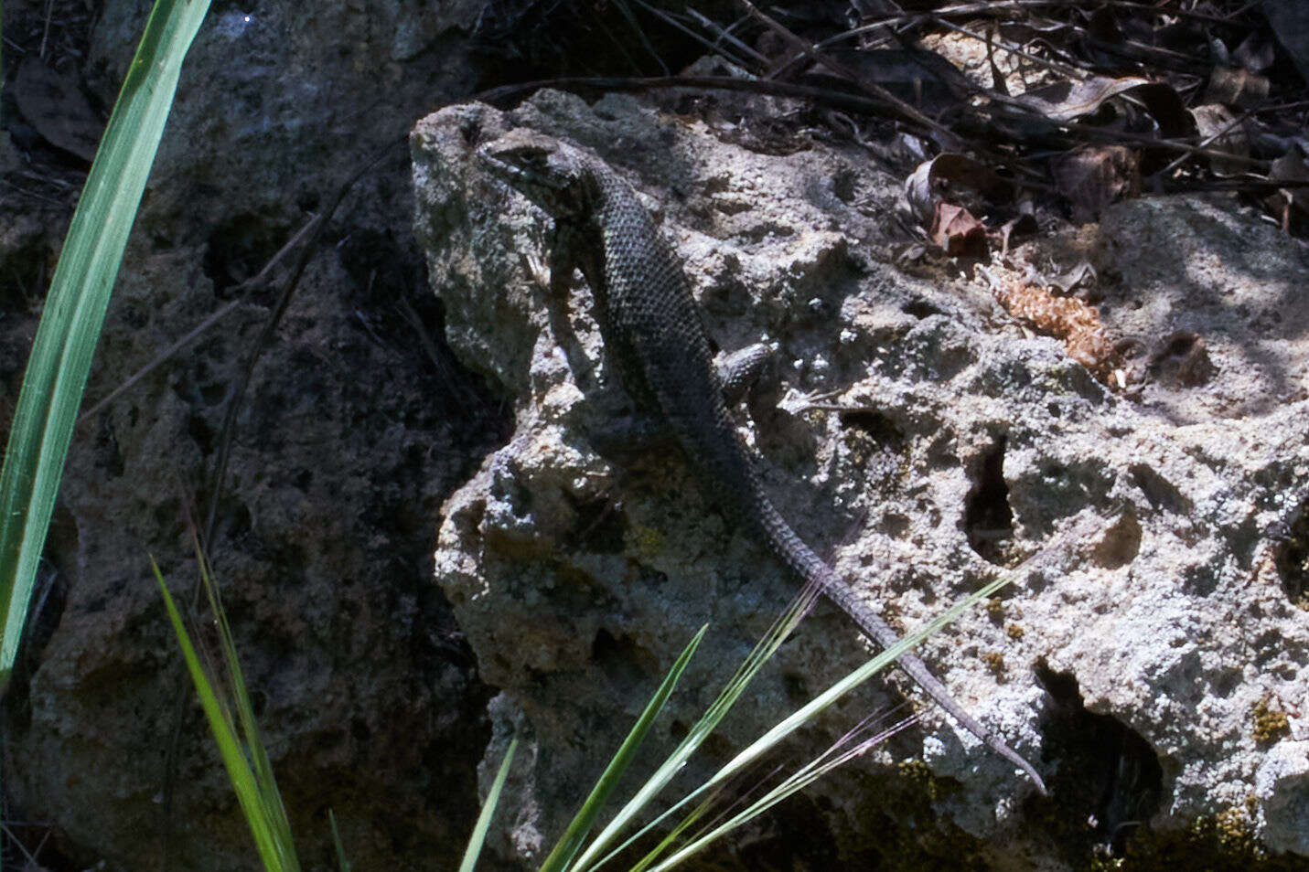 Image of Sceloporus becki Van Denburgh 1905