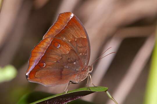 Image of Dark Jungle Glory