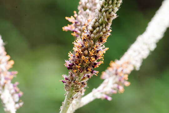 Image of Panicled Indigo-Bush