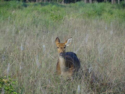 Image of Swamp Deer