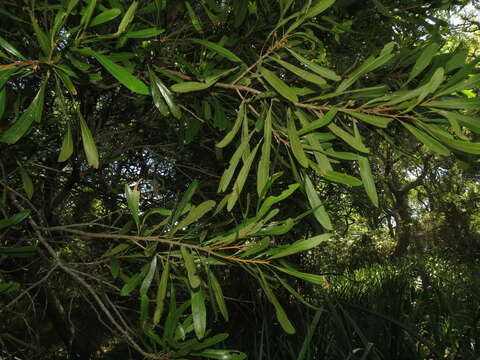 Image of Pouteria salicifolia (Spreng.) Radlk.