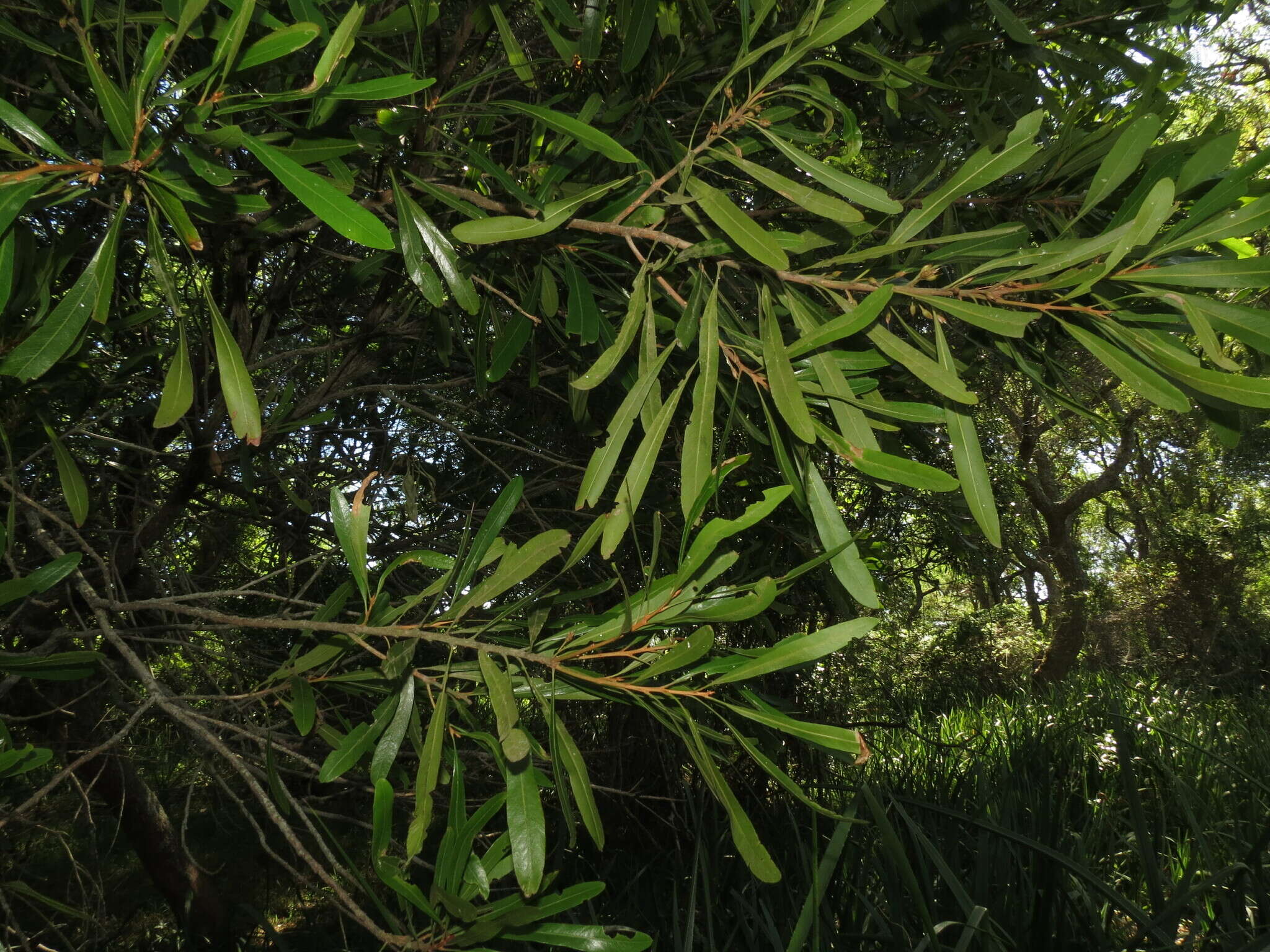 Pouteria salicifolia (Spreng.) Radlk.的圖片