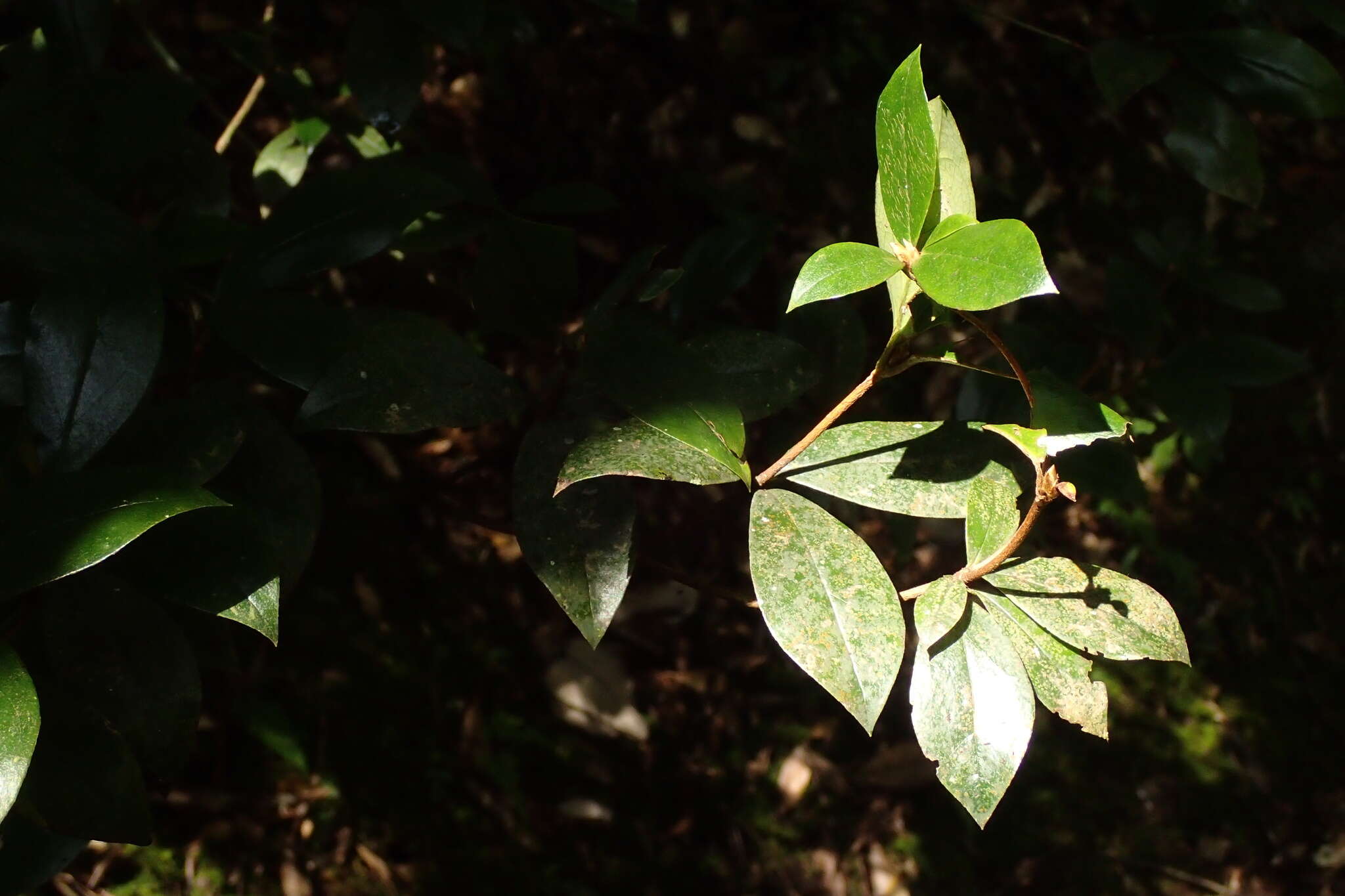 Image of Rhododendron tashiroi Maxim.