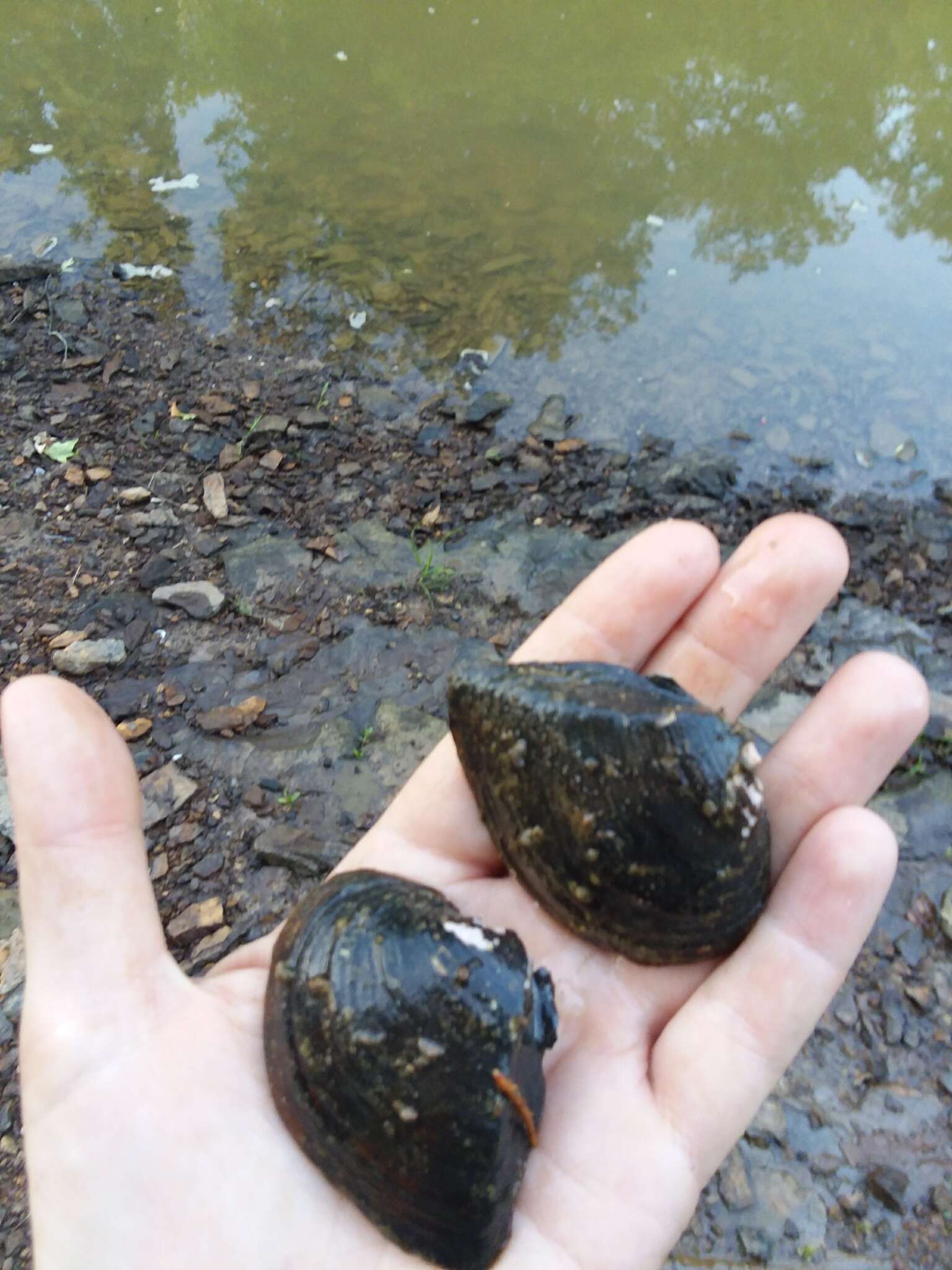 Слика од Truncilla truncata Rafinesque 1820