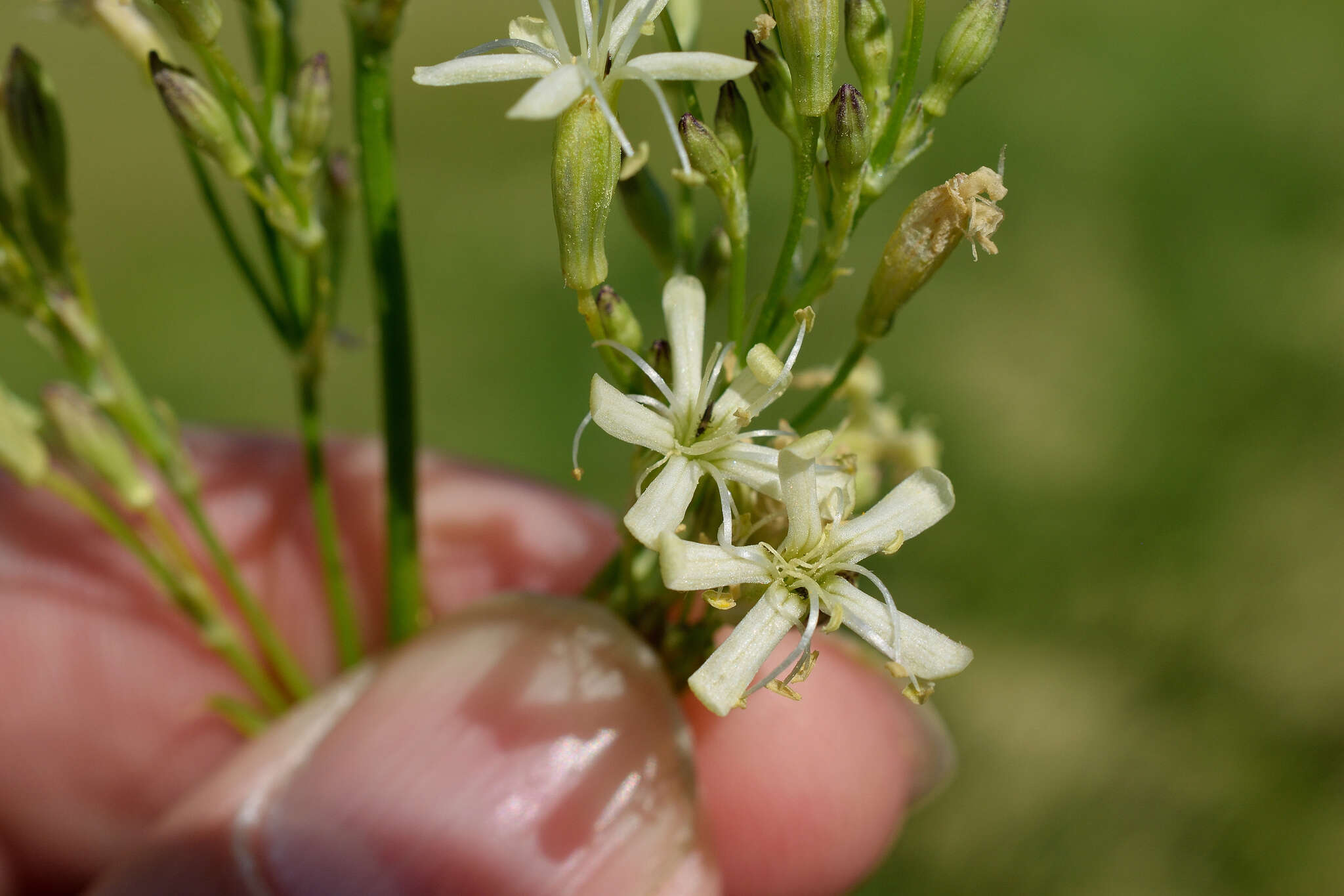 Image of Siberian catchfly