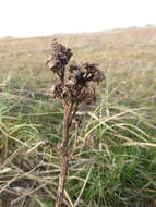 Image of sea aster