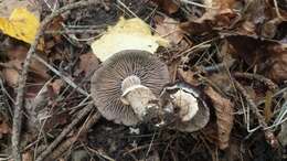 Image of Cyclocybe erebia (Fr.) Vizzini & Matheny 2014