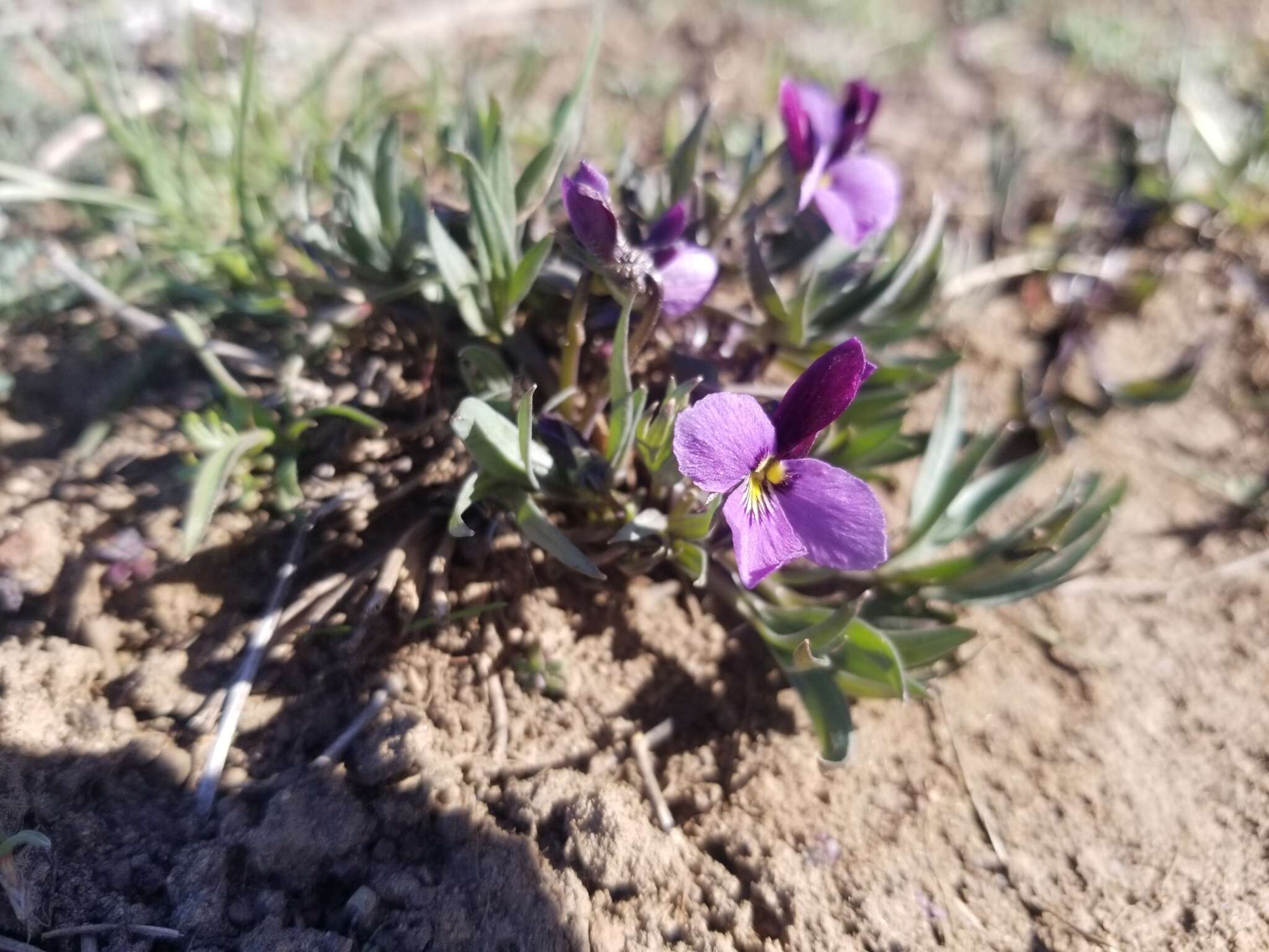 Image of Rainier Violet