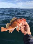 Image of Rosy rockfish