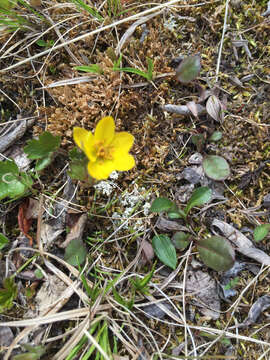 Image of Yellow Thimbleweed