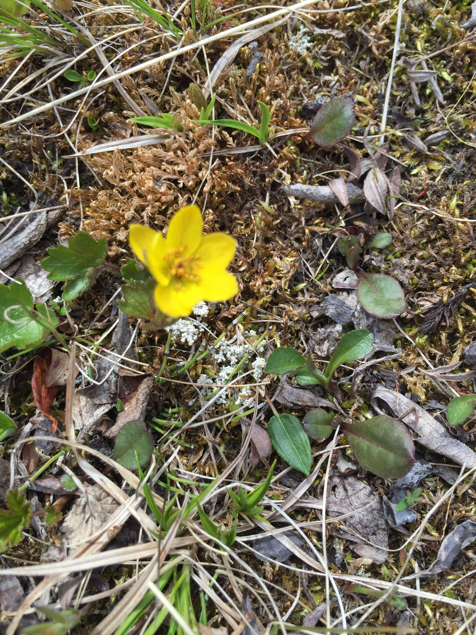 Image of Yellow Thimbleweed