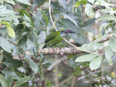 Слика од Aulacorhynchus sulcatus (Swainson 1820)