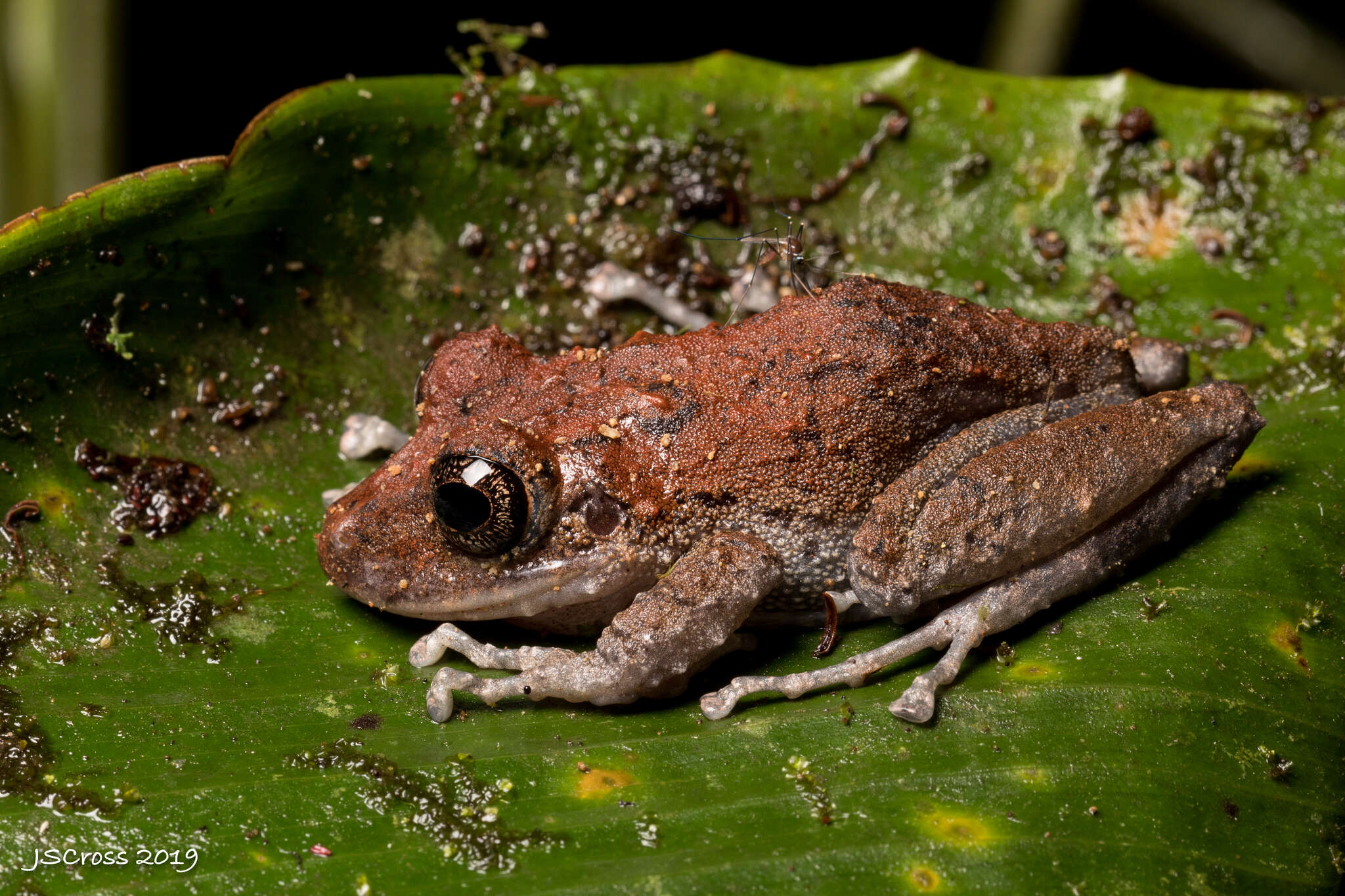 Image de Pristimantis crenunguis (Lynch 1976)