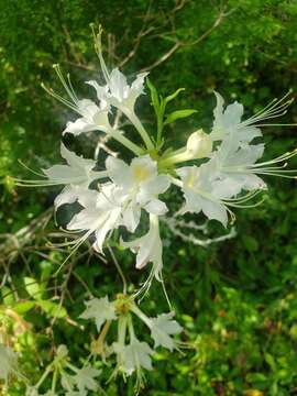 Image of Alabama azalea