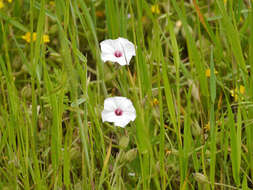 Image of Texas bindweed