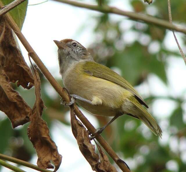 صورة Hylophilus amaurocephalus (Nordmann 1835)