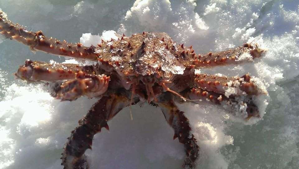 Image of blue king crab