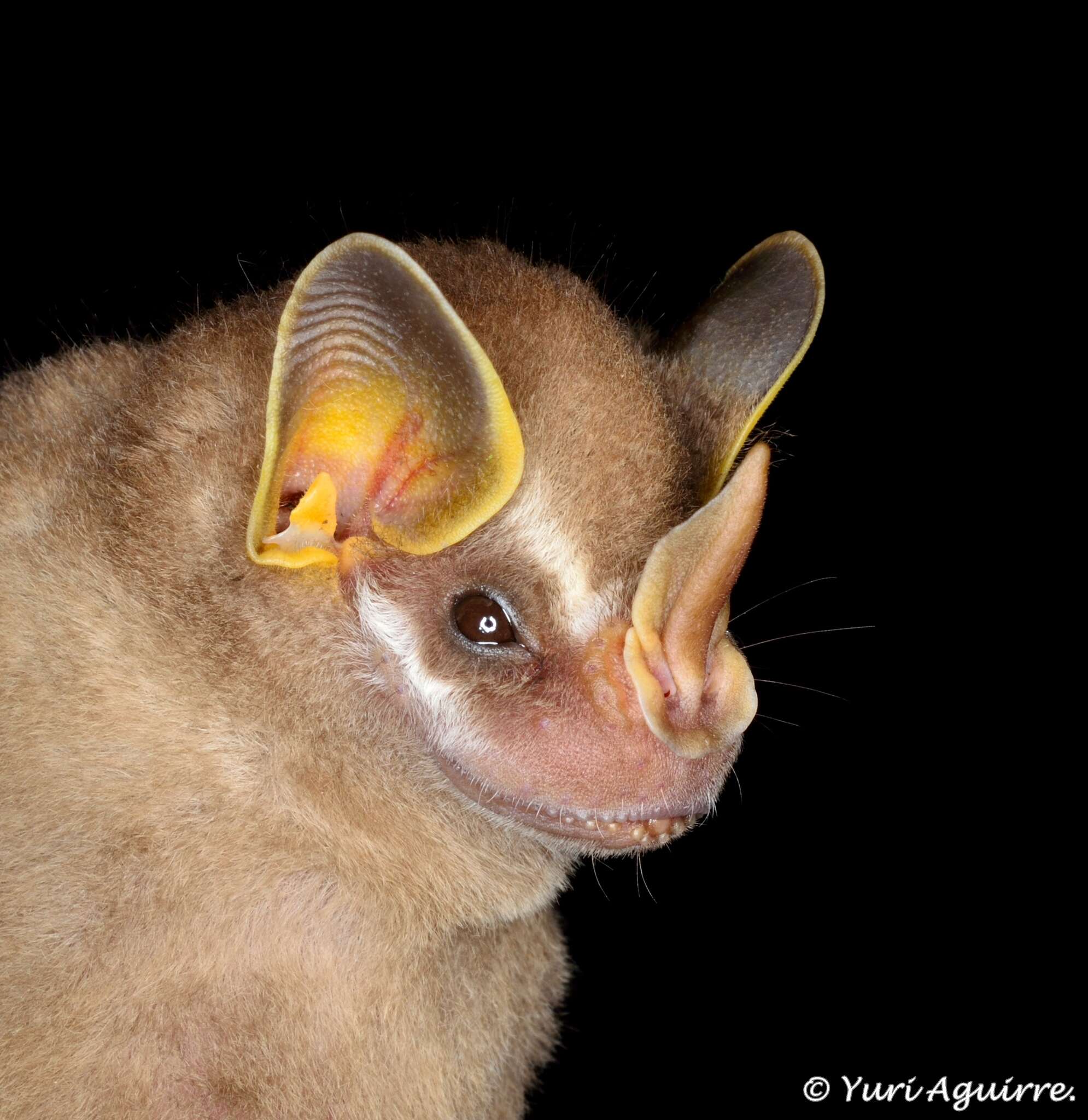 Image of pygmy fruit-eating bat