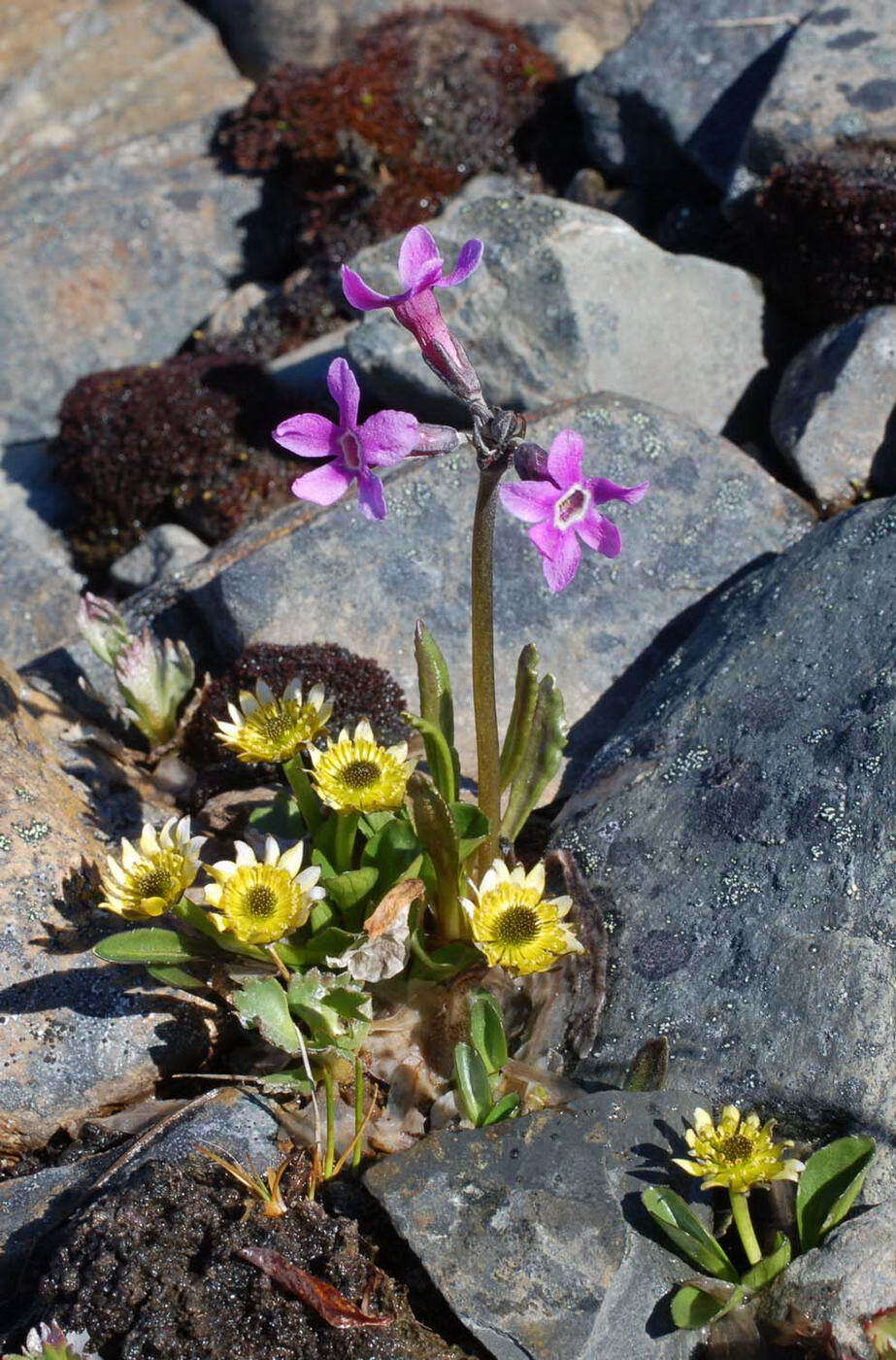 Primula tschuktschorum Kjellm. resmi