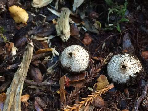 Image of Lycoperdon compactum G. Cunn. 1926